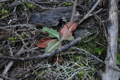 Goodyera oblongifolia