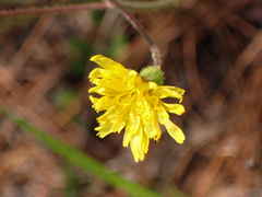 Hieracium megacephalon