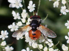 Gymnosoma