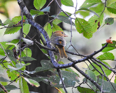 Piranga rubra