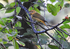 Piranga rubra
