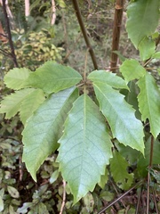 Pseudopanax arboreus