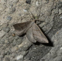 Scotopteryx