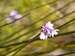 Sowerbaea juncea