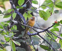 Piranga rubra
