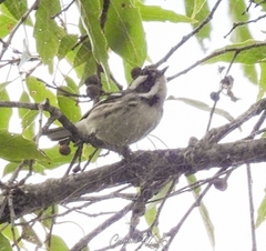 Setophaga nigrescens