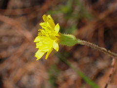 Hieracium megacephalon