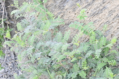 Mimosa malacophylla