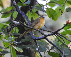 Piranga rubra