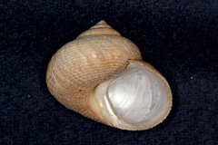 Maurea punctulata