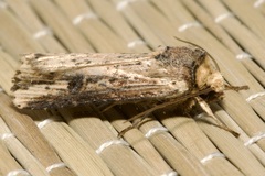Axylia putris