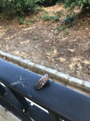 Lycorma delicatula