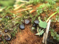 Humaria hemisphaerica