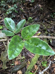 Cissus trianae
