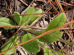 Hieracium megacephalon