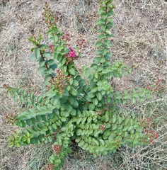 Lagerstroemia