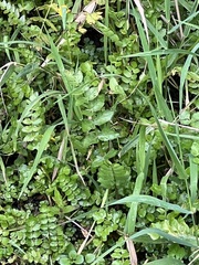 Berula