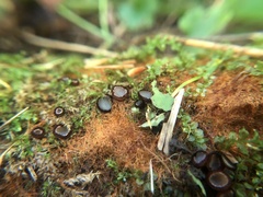 Humaria hemisphaerica