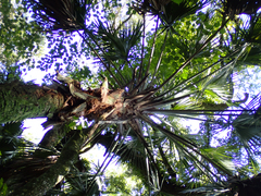 Coryphoideae