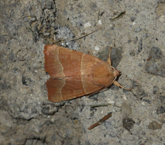Atethmia centrago