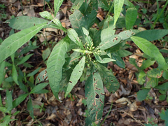 Psychotria tenuifolia