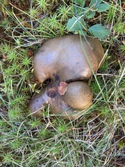 Boletinellus merulioides