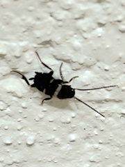 Periplaneta fuliginosa