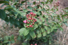 Lagerstroemia