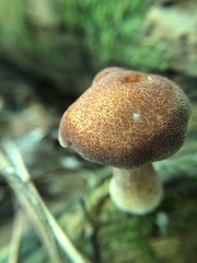 Tricholomopsis rutilans