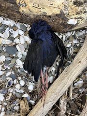 Porphyrio melanotus melanotus