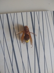 Vespa orientalis