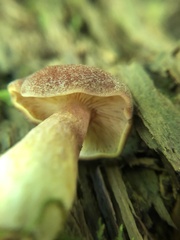 Tricholomopsis rutilans