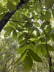 Carya tomentosa