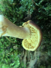 Tricholomopsis rutilans