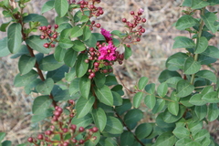 Lagerstroemia