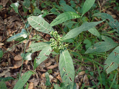 Psychotria tenuifolia