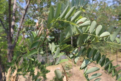 Robinia pseudoacacia
