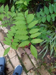 Wisteria sinensis