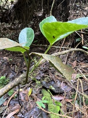Cissus trianae