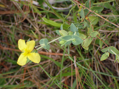 Hypericum tetrapetalum
