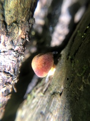 Tricholomopsis rutilans