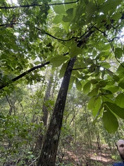 Carya tomentosa