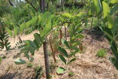 Robinia pseudoacacia