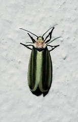 Rhabdatomis