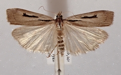 Scoparia rotuella
