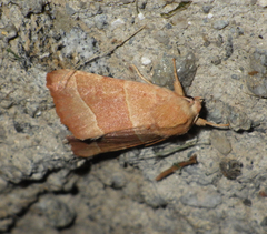 Atethmia centrago