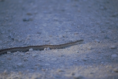 Thamnophis elegans vagrans