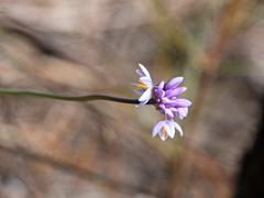 Sowerbaea juncea
