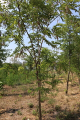 Robinia pseudoacacia