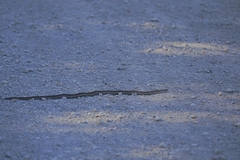 Thamnophis elegans vagrans